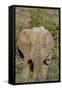 African Elephants 008-Bob Langrish-Framed Stretched Canvas