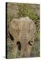 African Elephants 008-Bob Langrish-Stretched Canvas