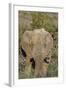 African Elephants 008-Bob Langrish-Framed Photographic Print