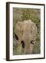 African Elephants 008-Bob Langrish-Framed Photographic Print