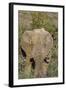 African Elephants 008-Bob Langrish-Framed Photographic Print