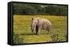 African Elephants 010-Bob Langrish-Framed Stretched Canvas