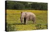 African Elephants 010-Bob Langrish-Stretched Canvas