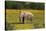 African Elephants 010-Bob Langrish-Stretched Canvas