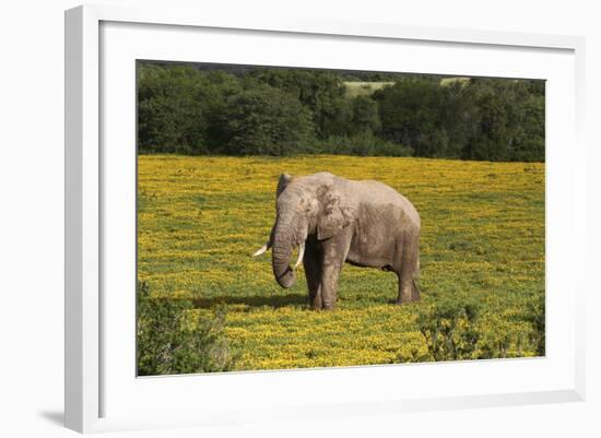 African Elephants 010-Bob Langrish-Framed Photographic Print