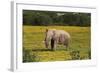 African Elephants 010-Bob Langrish-Framed Photographic Print