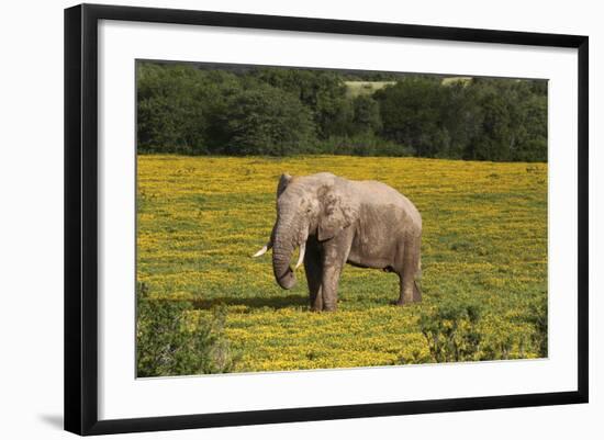 African Elephants 010-Bob Langrish-Framed Photographic Print