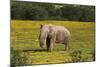 African Elephants 010-Bob Langrish-Mounted Photographic Print