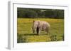 African Elephants 010-Bob Langrish-Framed Photographic Print