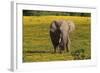 African Elephants 013-Bob Langrish-Framed Photographic Print