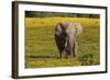 African Elephants 013-Bob Langrish-Framed Photographic Print