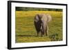 African Elephants 013-Bob Langrish-Framed Photographic Print