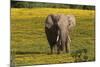 African Elephants 013-Bob Langrish-Mounted Photographic Print