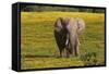 African Elephants 013-Bob Langrish-Framed Stretched Canvas