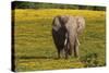 African Elephants 013-Bob Langrish-Stretched Canvas