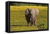 African Elephants 013-Bob Langrish-Framed Stretched Canvas