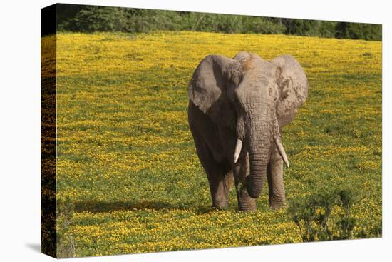 African Elephants 013-Bob Langrish-Stretched Canvas