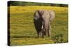 African Elephants 013-Bob Langrish-Stretched Canvas