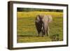 African Elephants 013-Bob Langrish-Framed Photographic Print