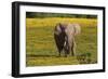 African Elephants 013-Bob Langrish-Framed Photographic Print