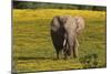African Elephants 013-Bob Langrish-Mounted Photographic Print