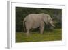 African Elephants 014-Bob Langrish-Framed Photographic Print