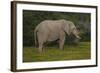 African Elephants 014-Bob Langrish-Framed Photographic Print