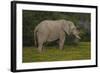 African Elephants 014-Bob Langrish-Framed Photographic Print