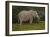 African Elephants 014-Bob Langrish-Framed Photographic Print