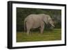 African Elephants 014-Bob Langrish-Framed Photographic Print