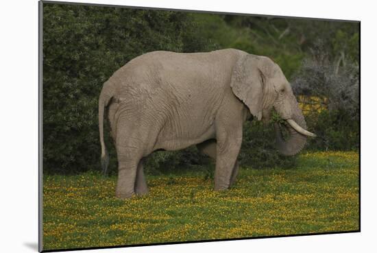 African Elephants 014-Bob Langrish-Mounted Photographic Print