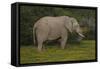 African Elephants 014-Bob Langrish-Framed Stretched Canvas