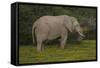 African Elephants 014-Bob Langrish-Framed Stretched Canvas