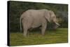 African Elephants 014-Bob Langrish-Stretched Canvas