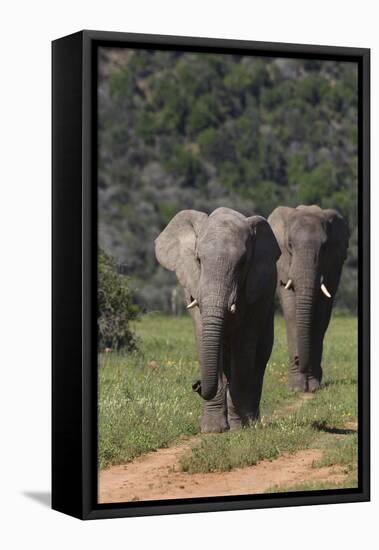 African Elephants 015-Bob Langrish-Framed Stretched Canvas