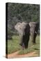 African Elephants 015-Bob Langrish-Stretched Canvas