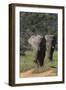 African Elephants 015-Bob Langrish-Framed Photographic Print