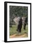 African Elephants 015-Bob Langrish-Framed Photographic Print