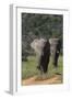 African Elephants 015-Bob Langrish-Framed Photographic Print