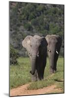 African Elephants 015-Bob Langrish-Mounted Photographic Print