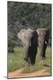 African Elephants 015-Bob Langrish-Mounted Photographic Print