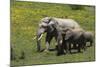 African Elephants 016-Bob Langrish-Mounted Photographic Print