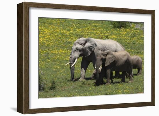 African Elephants 016-Bob Langrish-Framed Photographic Print