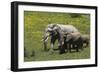 African Elephants 016-Bob Langrish-Framed Photographic Print
