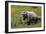 African Elephants 016-Bob Langrish-Framed Photographic Print