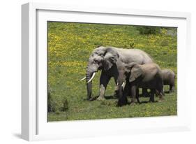 African Elephants 016-Bob Langrish-Framed Photographic Print