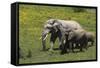 African Elephants 016-Bob Langrish-Framed Stretched Canvas