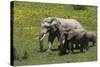 African Elephants 016-Bob Langrish-Stretched Canvas