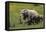 African Elephants 016-Bob Langrish-Framed Stretched Canvas