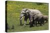 African Elephants 016-Bob Langrish-Stretched Canvas